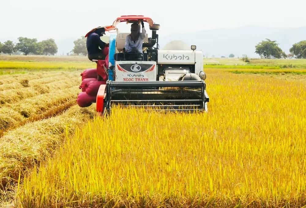 Chu A Thai commune determines that the act of protecting and forcing payment to harvest rice and enter the field is illegal. Photo: Mai Chi
