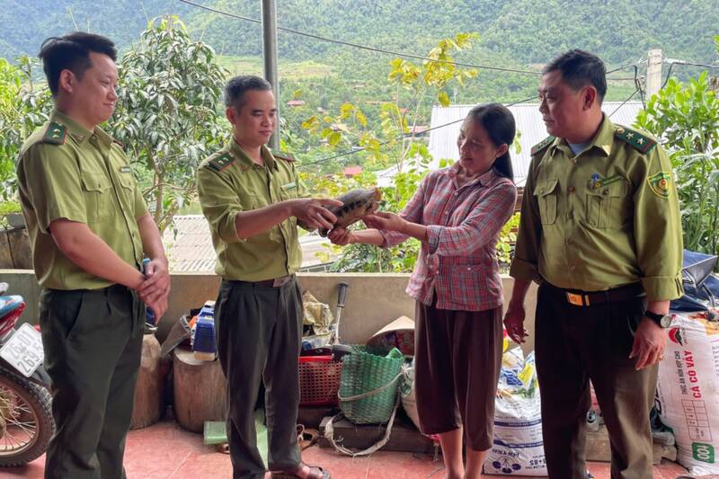 The golden mountain turtle individual was handed over by people in Chieu village, Muong Coi commune, Son La province to the forest rangers. Photo: Forest Protection Department Area XV - Ta Xua Special-Use Forest Management Board.