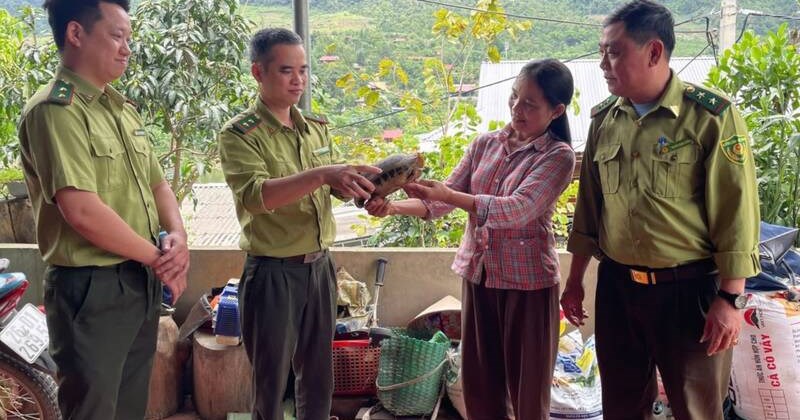 Sơn La: Kiểm lâm tiếp nhận rùa núi vàng từ người dân