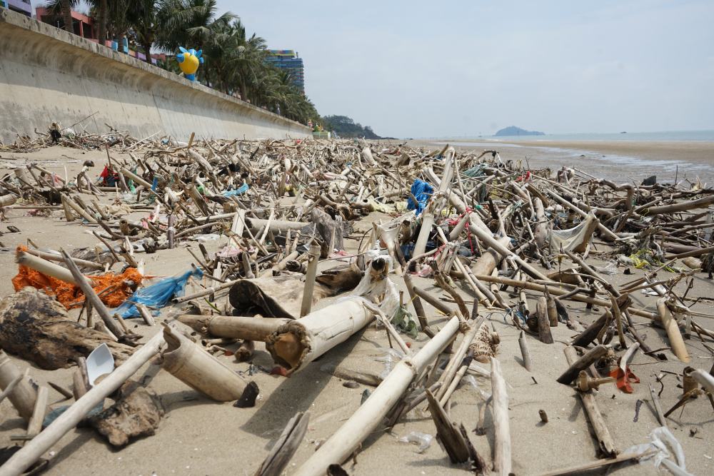 Nhiều gốc cây, thân tre luồng nhô lên trên bãi biển Hải Tiến, trông như một “bãi chông“. Ảnh: Quách Du