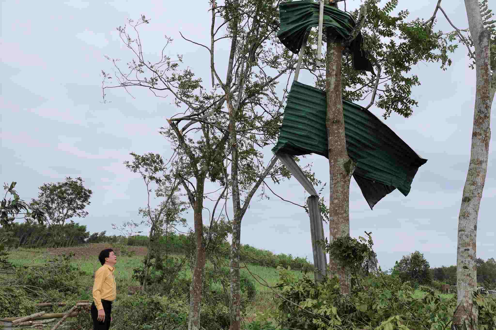 Scene of the corrugated iron roof being swept away by the wind and stuck on a tree after a thunderstorm in Quy Hop commune. Photo: Ngoc Anh