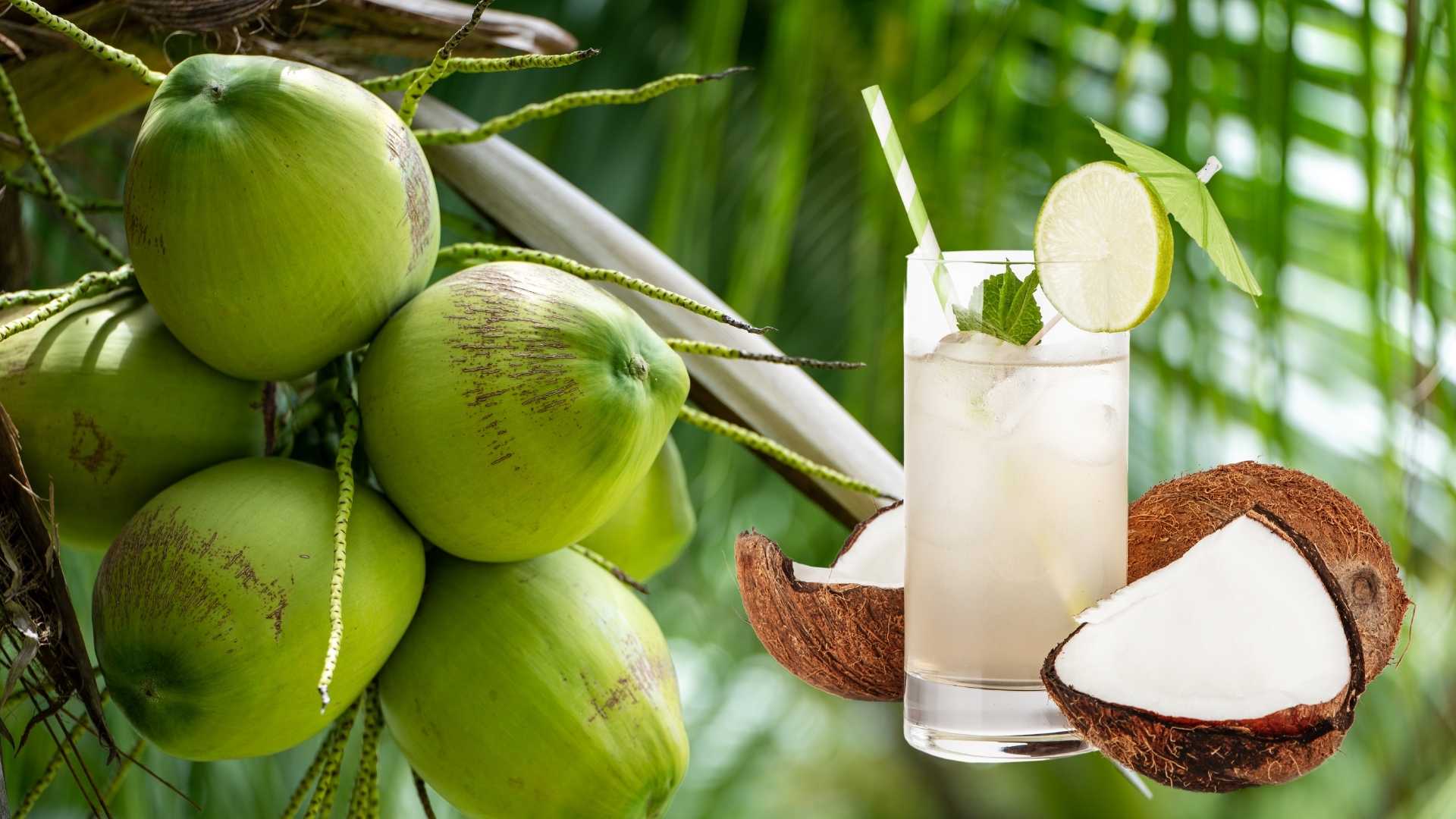 Coconut water is a very delicious and benign refreshing drink. Graphics: Dinh Dinh