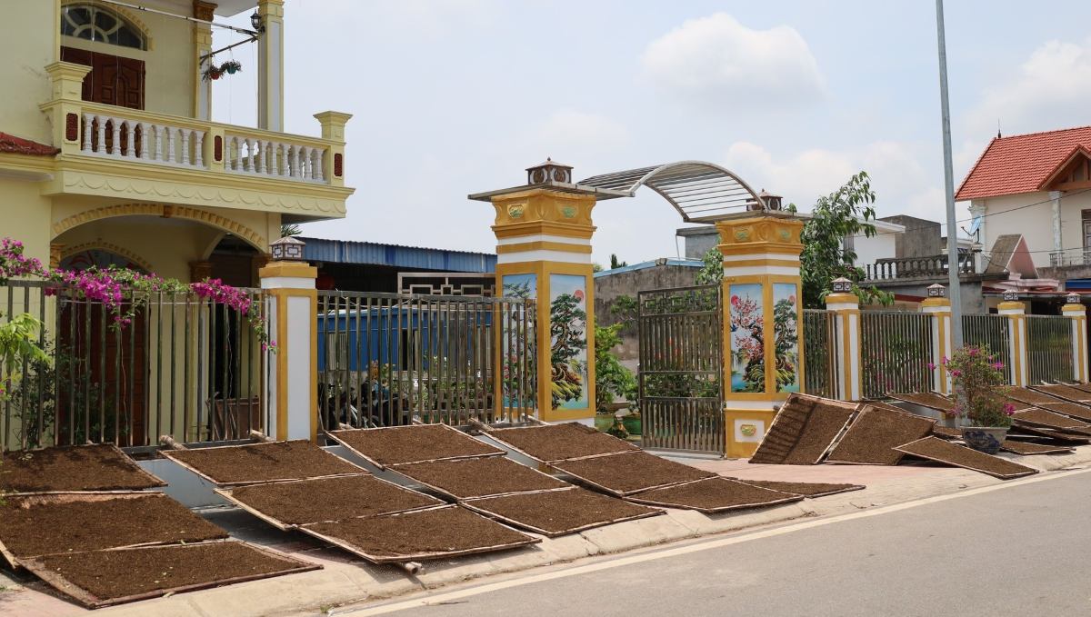 Hình ảnh quen thuộc ở các tuyến đường, ngõ xóm xã Chấn Hưng trong mùa thu hoạch thuốc lào. 