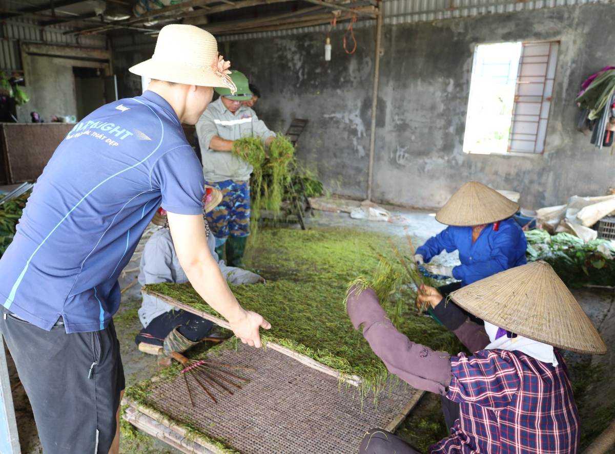 Farmers are busy with the tobacco harvest. Photo: Chan Hung Commune
