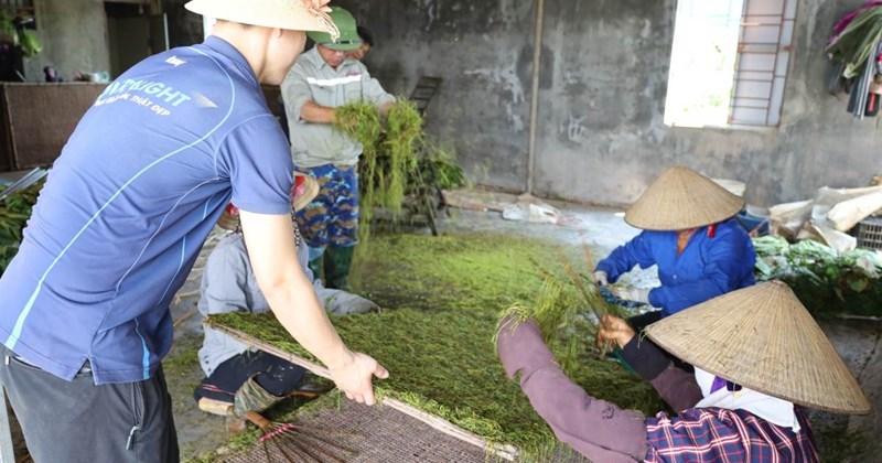 Nông dân Hải Phòng thu hoạch thuốc lá bội thu, thu nhập vượt lúa