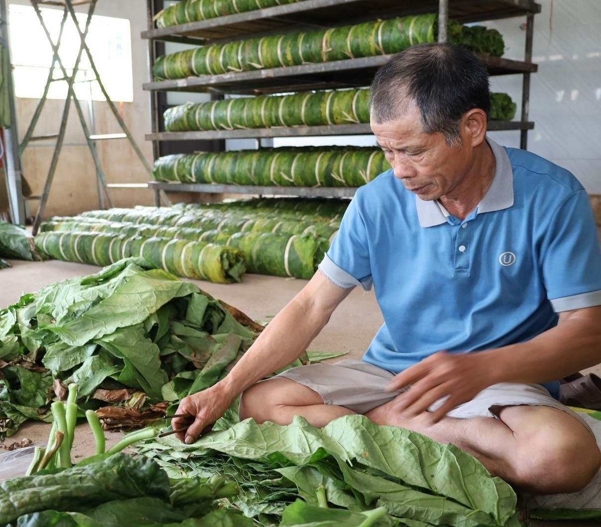 Nông dân chế biến thuốc lào sau thu hoạch. Ảnh: Xã Chấn Hưng