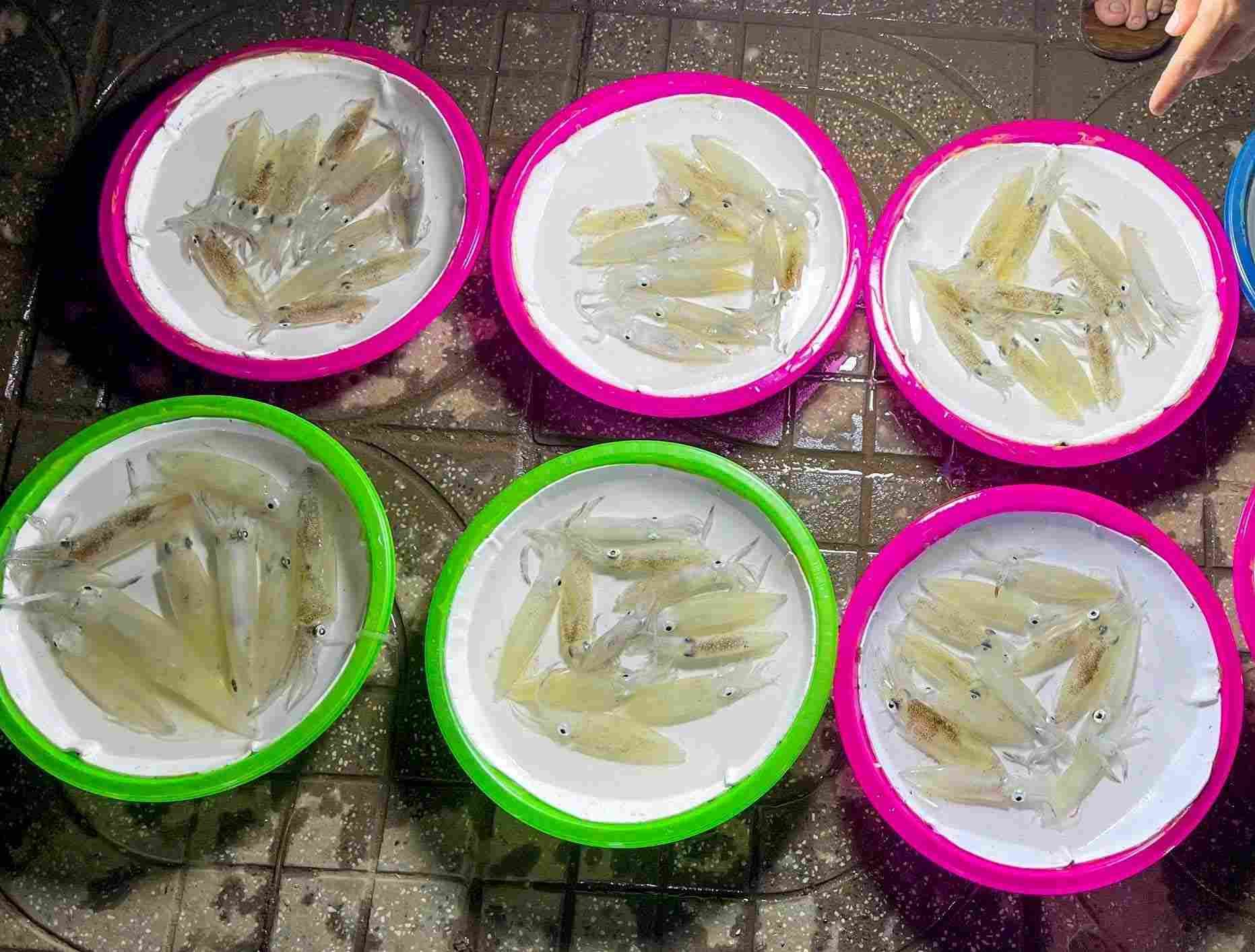 Từ đặc sản mực nháy Cửa Lò, địa phương lên ý tưởng tổ chức Lễ hội Mực nhằm thu hút du khách. Ảnh: Đình Tuyên 