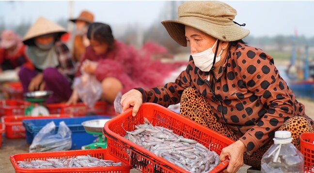 Fresh squid just caught at night is very popular with Quang Ngai people. Photo: Dong Giang