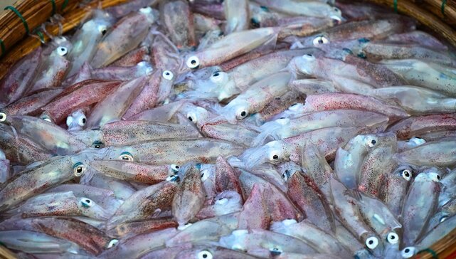 Mực vừa được ngư dân câu lên trong đêm, thân còn trong veo, rươi rói. Ảnh: Đông Giang