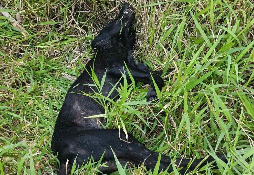 Suspected rabid dog beaten to death by people. Photo: People provided