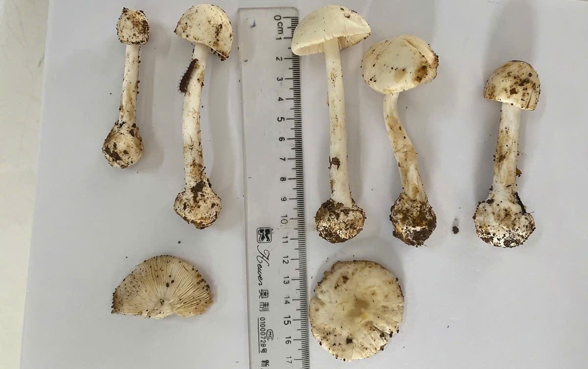 Mushroom samples have been taken by the Son La Provincial Sub-Department of Food Safety and Hygiene in the area related to the incident. Photo: Thanh Thuy