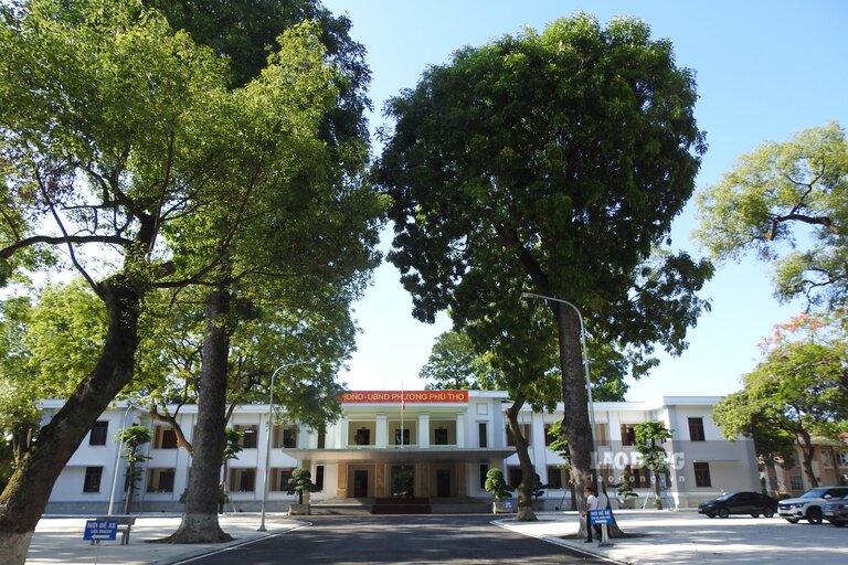 The headquarters of the People's Council - People's Committee of Phu Tho ward is currently located in the campus with many ancient trees shaded like a park. Photo: To Cong