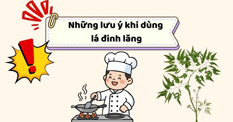 Lưu ý khi sử dụng lá Dinh Lăng