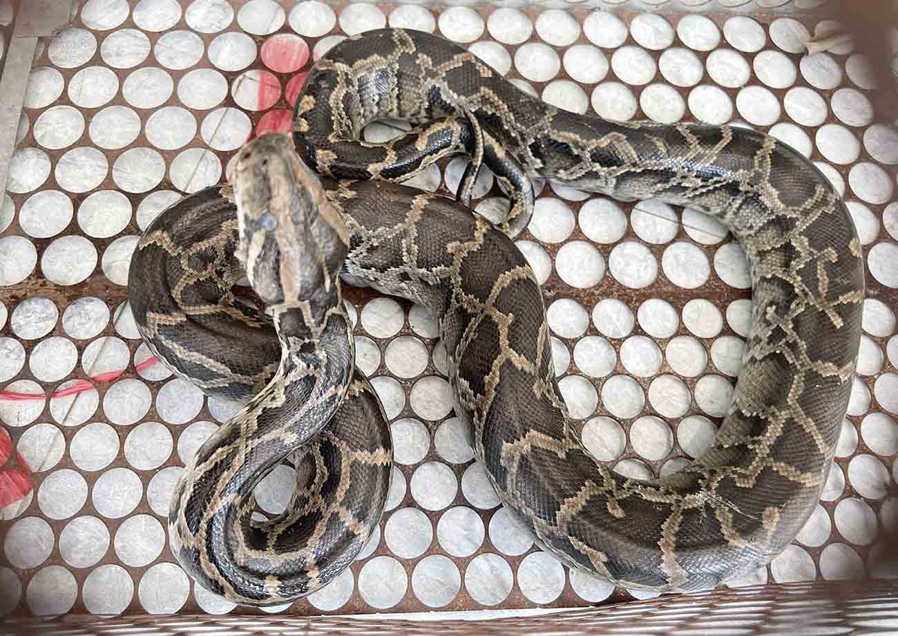 Land python individual that citizen Le Duc Anh handed over to release back into nature. Photo: Hoang Anh