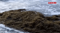 Seaweed drifting to the beach in Vung Tau. Photo: Thanh An