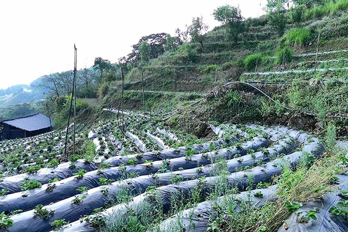   Người dân Dào San (Lai Châu) đã mạnh dạn chuyển đổi cơ cấu cây trồng sang trồng dâu tây.