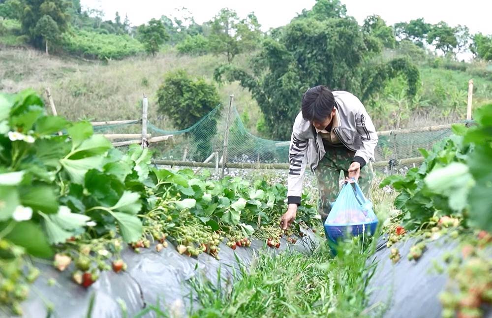 Người dân xã biên giới Dào San (Lai Châu) thu hoạch dâu tây. Ảnh: Quý Trung/TTXVN 