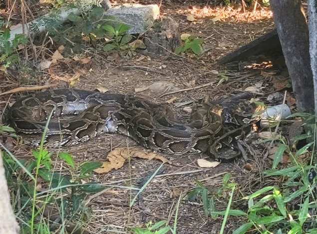 People in Bao An ward discovered a large python individual and reported it to the police agency. Photo: Police provided
