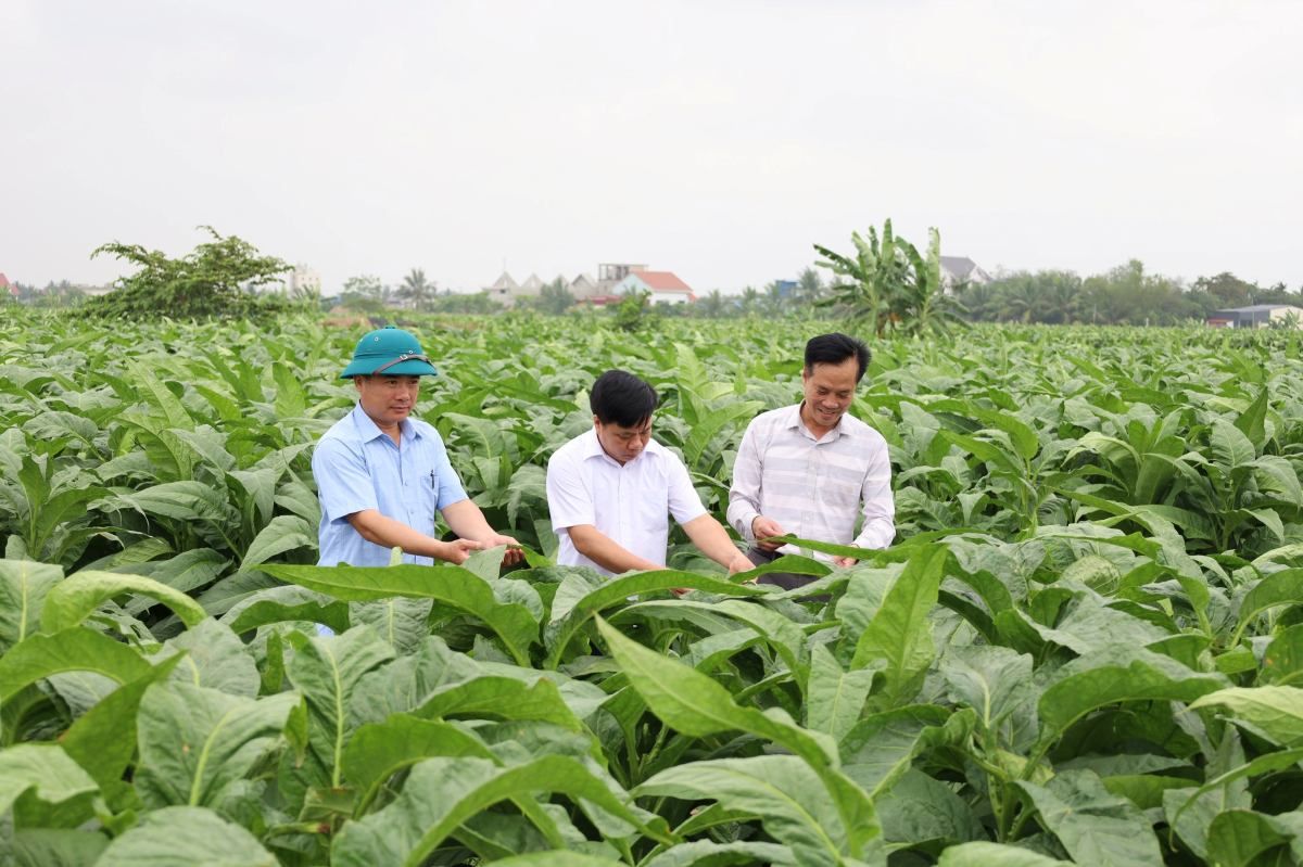 Lãnh đạo xã Chấn Hưng tham quan ruộng thuốc lào - cây trồng chủ lực mang lại hiệu quả kinh tế cho nông dân. Ảnh: Xã Chấn Hưng