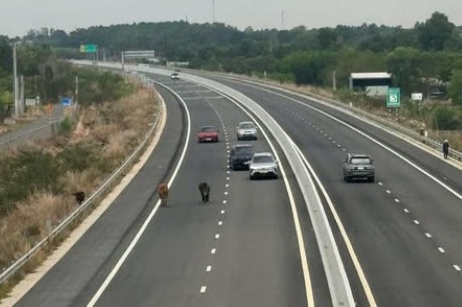 Image du bétail entrant dans l'autoroute Bien Hoa - Vung Tau. Photo: Comité populaire de la commune de Chau Pha