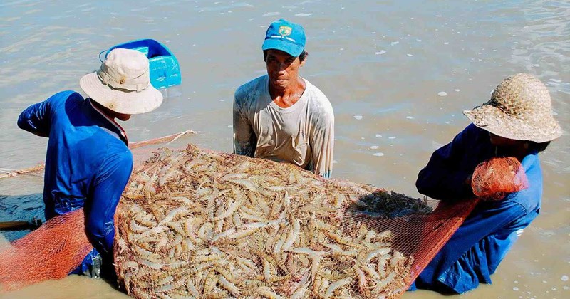 Ngành thủy sản chủ động ứng phó với biến đổi khí hậu