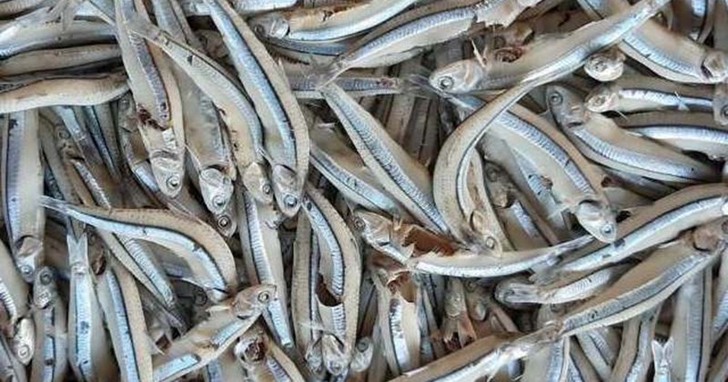 Chế biến cá cơm hỗ trợ giải độc gan cho chị em nội trợ
