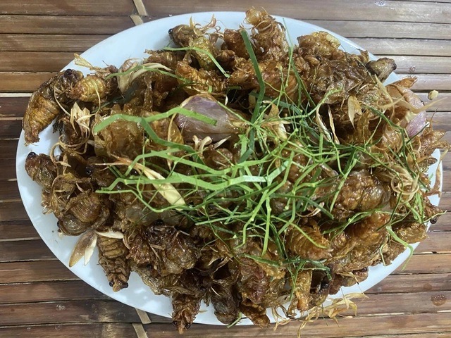 Many people suspect poisoning after eating cicadas. Pictured is fried cicadas that people are spreading word of mouth to eat when the season comes. Photo: NDCC