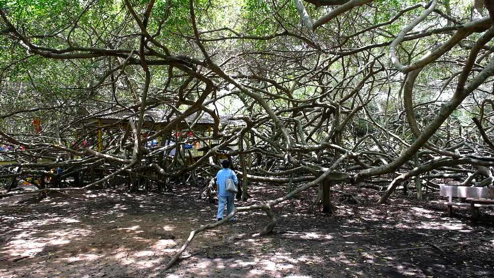 Lost in a maze of tree roots in Gian Gua, Can Tho