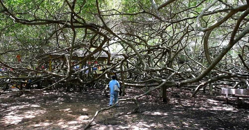 Lạc trong "mê cung" rễ cây Gian Gua, Cần Thơ