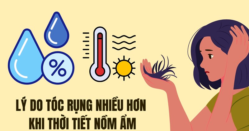 Giải mã nguyên nhân rụng tóc nhiều hơn khi trời ẩm