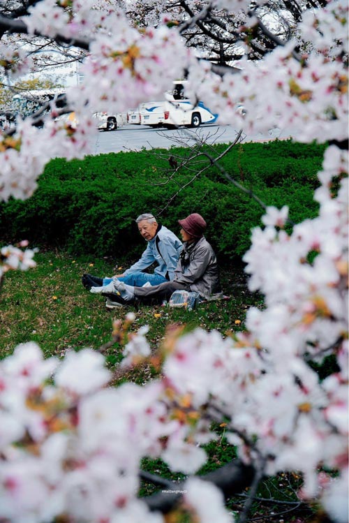 Trải nghiệm hanami (tạm dịch: thưởng hoa) yêu thích của người Nhật Bản vào mỗi mùa Xuân. Ảnh: Hải Đăng hay đi