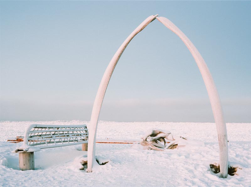 Whale skeleton at Utqiagvik - symbol of the hunting tradition and community cohesion of the Inupiat people. Photo: Warren McKenzie/Wikimedia Commons (CC BY-SA 4.0)