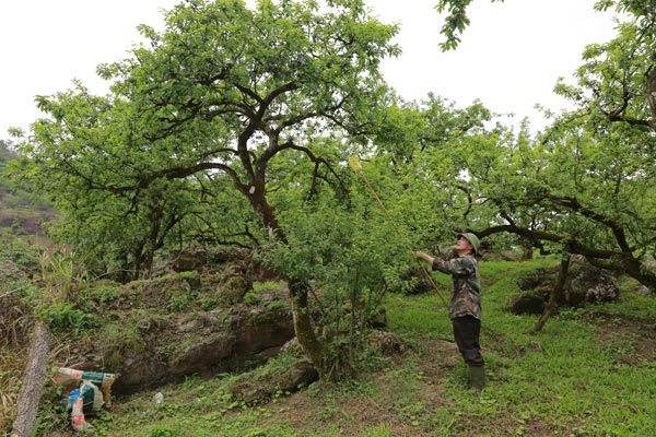 Farmers in Co Do residential group, Thao Nguyen ward (Son La) harvest plums. Photo: Hai Dang