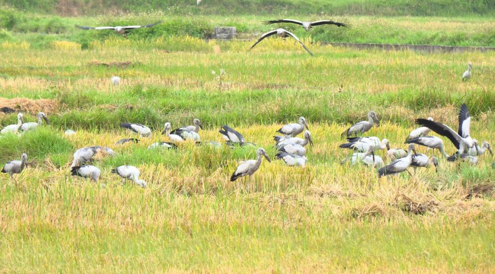 A herd of rare storks returning to forage in the fields of Nam Gianh commune after harvest, creating a beautiful scene, attracting the attention of the people. Photo: Thanh Tam