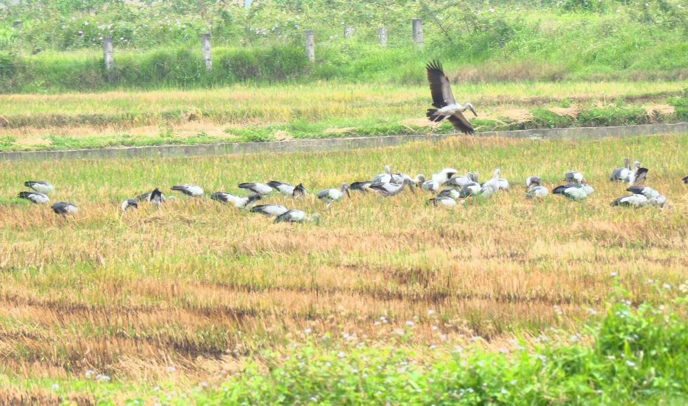 After discovering a herd of rare storks appearing in Nam Gianh commune, functional forces advised people not to hunt and chase away to protect wildlife. Photo: Thanh Tam