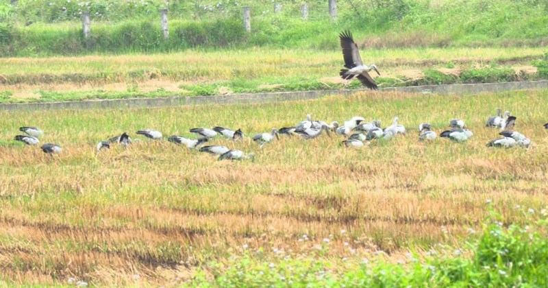 Đồng Tháp: Khuyến cáo không săn bắt, xua đuổi để bảo vệ sếu đầu đỏ