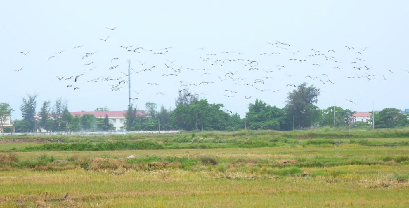 Đàn còn nhạn quý hiếm xuất hiện trên cánh đồng xã Nam Gianh tạo nên khung cảnh sinh động, hiếm thấy. Ảnh: Thanh Tâm