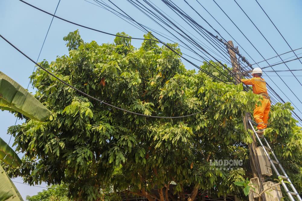 Cắt tỉa các dây viễn thông dư thừa. Ảnh: Nguyễn Luân
