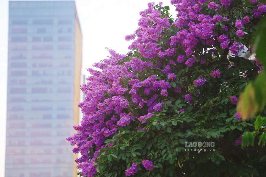 Chùm hoa bằng lăng nở rộ, bên cạnh bóng tòa nhà cao tầng tại phố Văn Cao. Ảnh: Dương Anh