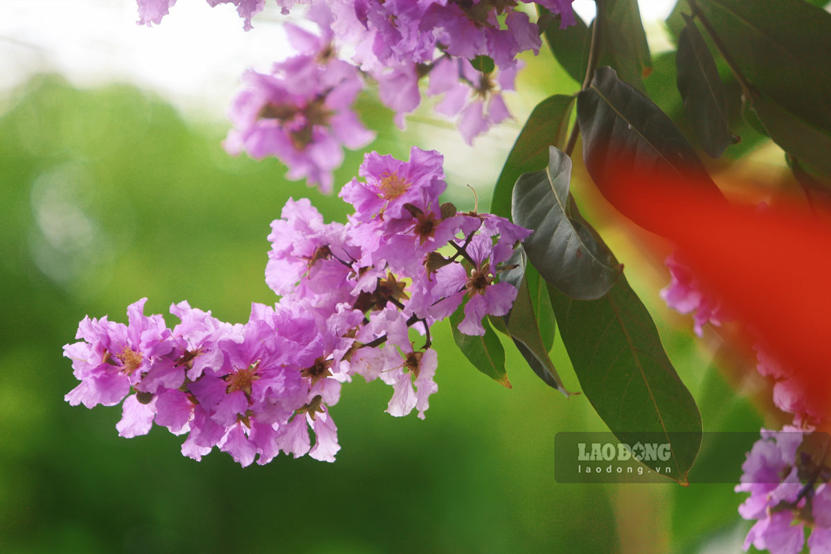 Suggested locations to take extremely beautiful Lagerstroemia photos in Hanoi
