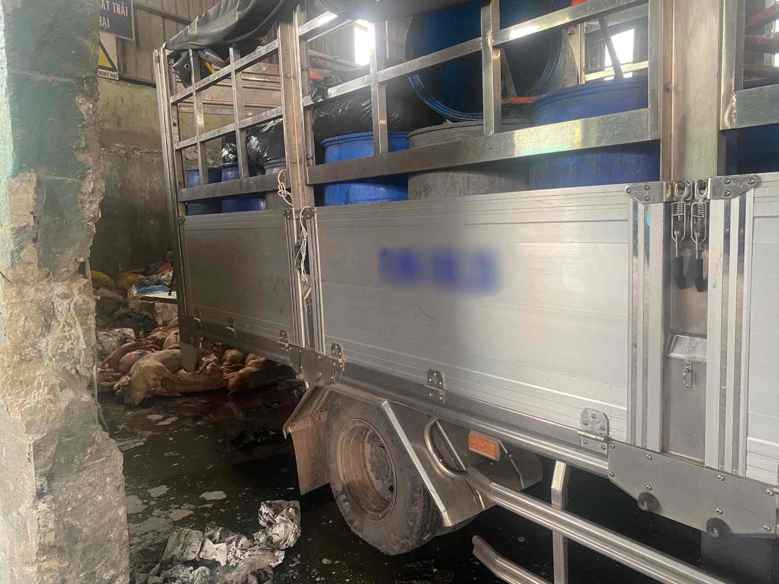 Functional agencies discovered and handled a woman transporting 1 ton of rotten pig for consumption. Photo: Provided by functional agencies