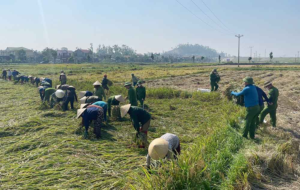 MTTQ huy động các lực lượng, đoàn thể giúp người dân gặt lúa đổ do dông lốc. Ảnh: Trần Tuấn