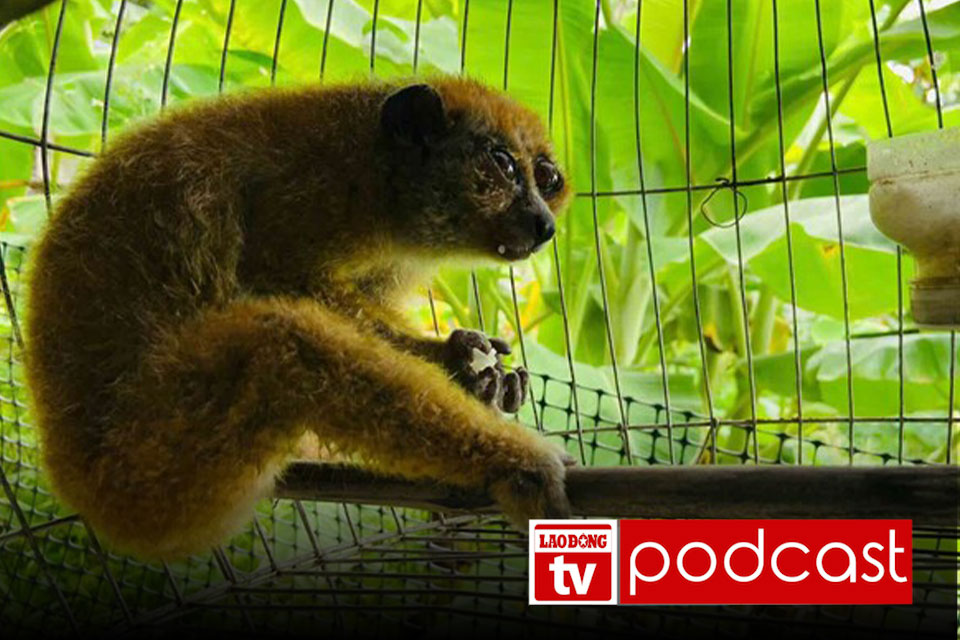 Morning news May 9th: Rare little culi rescued after straying into a house