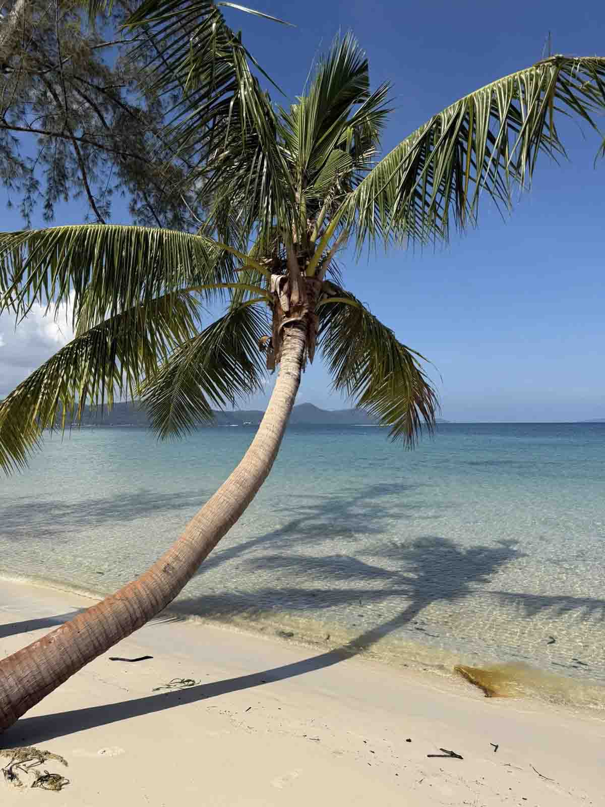Cây dừa nghiêng bóng trên mặt biển ở Rạch Vẹm.