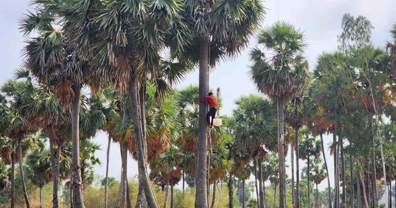 Mưu sinh trên ngọn dừa ở Đồng bằng sông Cửu Long