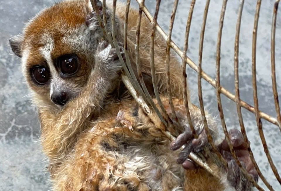 People hand over a rare culi individual to functional agencies. Photo: Police provided
