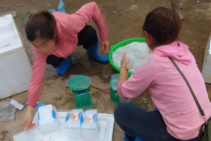 Người dân xã Chiềng Lao, tỉnh Sơn La đánh bắt và bán cá nến cho thương lái. Ảnh: Thái thủy sản
