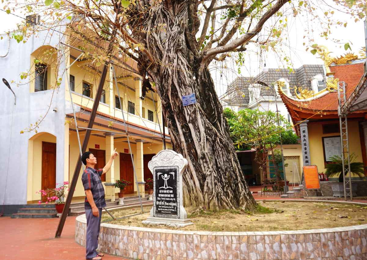 Cây bồ đề trong sân đình Trữ Khê. Ảnh: Mai Dung