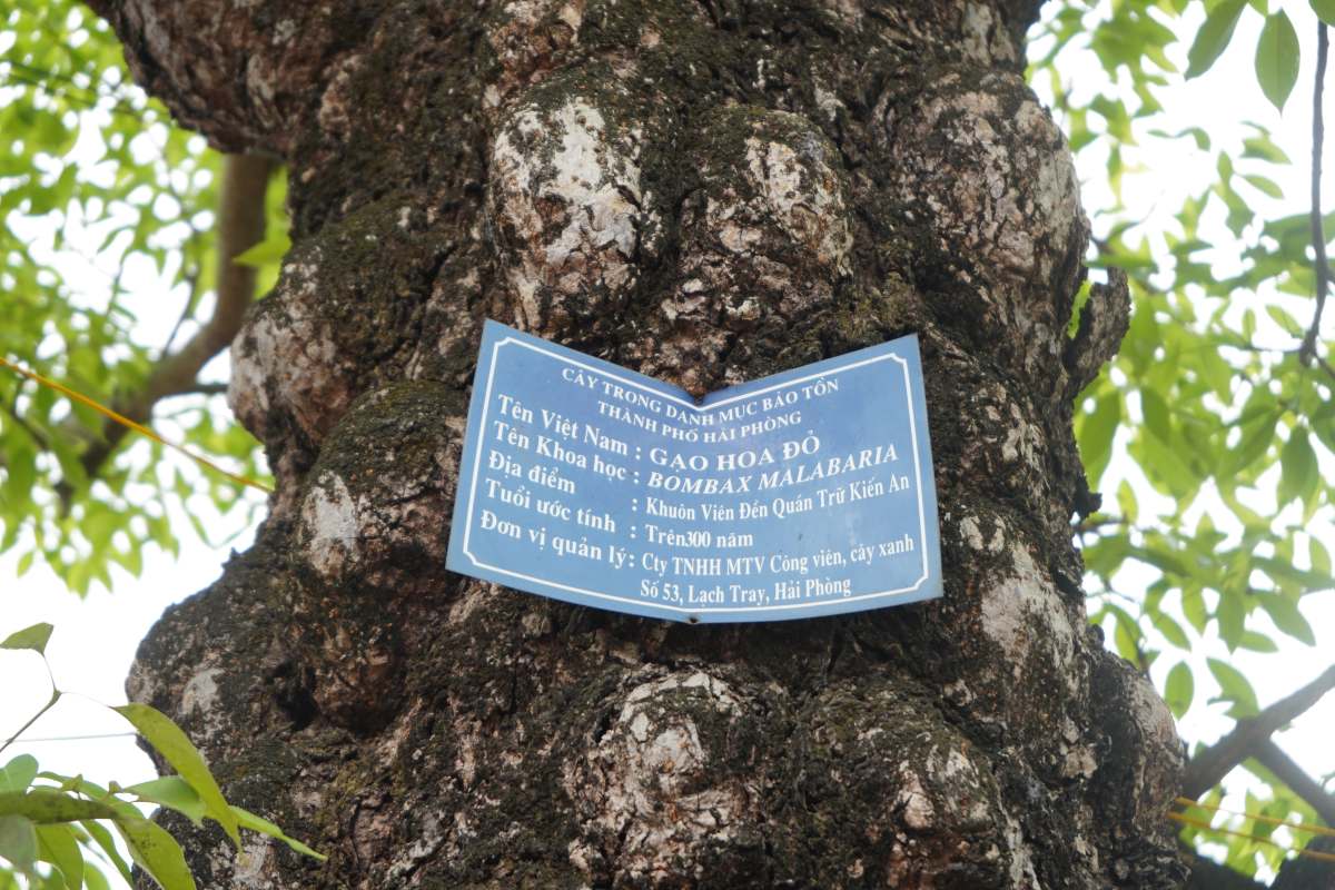 Thân cây u cục, xù xì dấu vết thời gian. Ảnh: Mai Dung