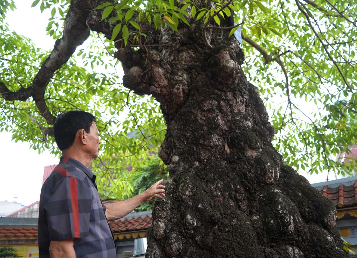 Ông Vũ Khắc Hiển cho biết, 2 cây di sản như “chứng nhân lịch sử” của nhiều thế hệ người dân Trữ Khê.